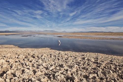 salar de Atacama , flamenco en un lago